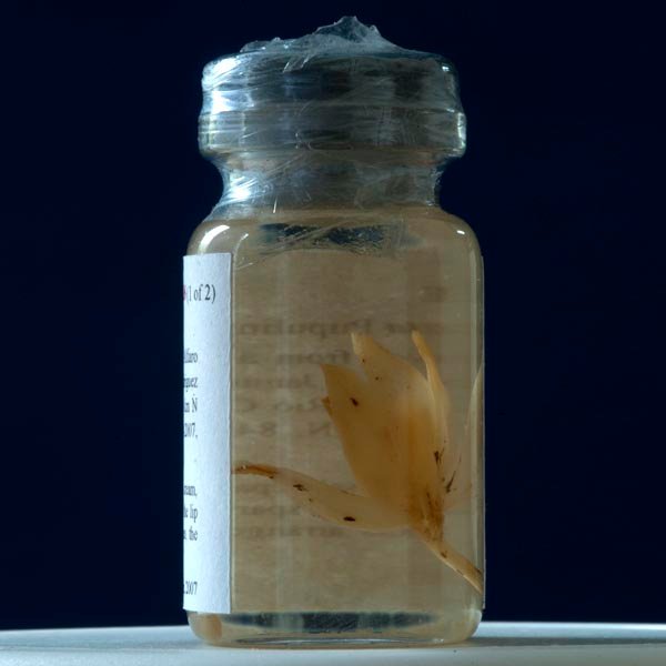 Kefersteinia saccata